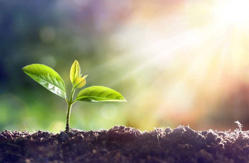 seo business growth